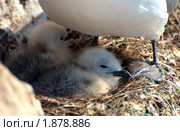 Чайка (Larus) Стоковое фото, фотограф Некрасов Андрей / Фотобанк Лори