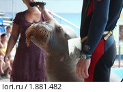 Выступление моржа в дельфинарии. Стоковое фото, фотограф Михаил Рыбачек / Фотобанк Лори