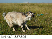 Козлик. Стоковое фото, фотограф Василий Вишневский / Фотобанк Лори