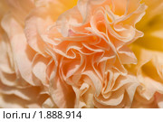 Шток-роза (Alcea rosea) Стоковое фото, фотограф Александр Алексеев / Фотобанк Лори
