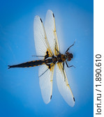 Стрекоза четырехпятнышковая, Libellula quadrimaculata. Стоковое фото, фотограф Василий Вишневский / Фотобанк Лори