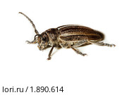 Усач-корнегрыз, Корнеед, Доркадион шелковистый, Dorcadion holosericeum, borer, Capricorn beetle, mahseer. Стоковое фото, фотограф Василий Вишневский / Фотобанк Лори