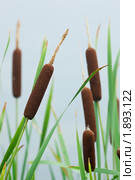 Рогоз широколистный, Typha latifolia, Common Bulrush, Broadleaf Cattail. Стоковое фото, фотограф Василий Вишневский / Фотобанк Лори