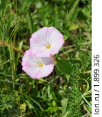 Вьюнок полевой (лат. Convolvulus arvensis) Стоковое фото, фотограф Ольга Пашкова / Фотобанк Лори