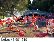 Фламинго (2010 год). Стоковое фото, фотограф Nataliya Sabins / Фотобанк Лори
