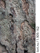 Кора клена ложноплатанового (Acer pseudoplatanus) Стоковое фото, фотограф Онищенко Виктор / Фотобанк Лори