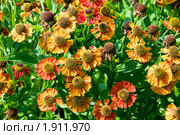Гелениум (Helenium) Стоковое фото, фотограф Александр Алексеев / Фотобанк Лори