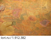 Кора сосны верхней части ствола. Стоковое фото, фотограф Заноза-Ру / Фотобанк Лори