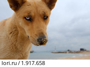 Разноглазая собака. Стоковое фото, фотограф Некрасов Андрей / Фотобанк Лори