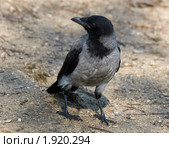 Ворона серая, Corvus cornix, Hooded. Стоковое фото, фотограф Василий Вишневский / Фотобанк Лори