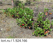 Толокнянка обыкновенная (медвежье ушко) Arctostaphylos uva-ursi. Стоковое фото, фотограф Т. З. / Фотобанк Лори