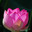 Лотос Комарова, или лотос орехоносный (Nelumbo komarovii, Nelumbo nucifera) Стоковое фото, фотограф Надежда Келембет / Фотобанк Лори