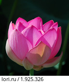 Лотос Комарова, или лотос орехоносный (Nelumbo komarovii, Nelumbo nucifera) Стоковое фото, фотограф Надежда Келембет / Фотобанк Лори