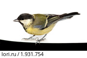 Синица большая, Great Tit, Parus major. Стоковое фото, фотограф Василий Вишневский / Фотобанк Лори