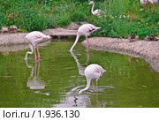 Фламинго розовый в воде. (Phoenicopterus roseus) Стоковое фото, фотограф Алёшина Оксана / Фотобанк Лори