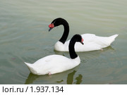Два черношейных лебедя (Cygnus melanocoryphus) Стоковое фото, фотограф Александр Курлович / Фотобанк Лори