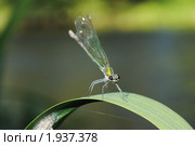Блестящая красотка (Calopteryx splendens) (самка) Стоковое фото, фотограф Красилов Игорь / Фотобанк Лори