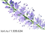 Вероника длиннолистная (Veronica longifolia) на белом фоне. Стоковое фото, фотограф Галина Ермолаева / Фотобанк Лори