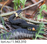 Уж обыкновенный, Natrix natrix, Grass Snake. Стоковое фото, фотограф Василий Вишневский / Фотобанк Лори
