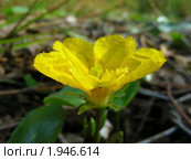 Болотноцветник щитолистный (Nymphoides peltata) на пруду. Стоковое фото, фотограф lana1501 / Фотобанк Лори