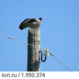 Вяхирь, Витютень, Columba palumbus, Woodpigeon. Стоковое фото, фотограф Василий Вишневский / Фотобанк Лори