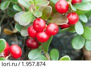 Толокнянка (Arctostaphylos) Стоковое фото, фотограф Александр Романов / Фотобанк Лори
