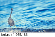 Малая синяя цапля (Egretta caerulea) Стоковое фото, фотограф Иванова Марина / Фотобанк Лори