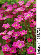 Цветы камнеломки Арендса (Saxifraga arendsii) Стоковое фото, фотограф Елена Ильина / Фотобанк Лори