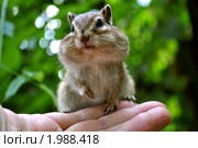 Бурундук с набитыми едой защёчными мешками. Стоковое фото, фотограф Частоколенко Борис Леонтьевич / Фотобанк Лори