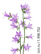 Колокольчик (Campanula) Стоковое фото, фотограф Галина Ермолаева / Фотобанк Лори