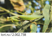 Богомол обыкновенный (Mantis religiosa) Стоковое фото, фотограф Красилов Игорь / Фотобанк Лори