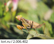 Портрет коричневого богомола. Стоковое фото, фотограф Красилов Игорь / Фотобанк Лори
