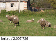 Овцы на фоне полуразвалившегося строения. Стоковое фото, фотограф Анна Менщикова / Фотобанк Лори