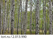 Березовая роща. Стоковое фото, фотограф Иван Сазыкин / Фотобанк Лори