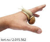 Улитка садовая (Helix aspersa) Стоковое фото, фотограф Артем Поваров / Фотобанк Лори