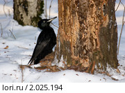Дятел черный, Желна, Dryocopus martius, Black Woodpecker. Стоковое фото, фотограф Василий Вишневский / Фотобанк Лори