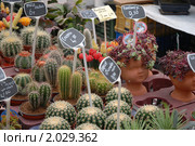 Цветы в горшках .Цветочный базар. Стоковое фото, фотограф Svet / Фотобанк Лори