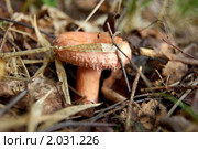Волну́шка розовая (лат. Lactarius torminosus) Стоковое фото, фотограф Елена Ильина / Фотобанк Лори