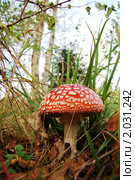 Мухомор (лат. Amanita) Стоковое фото, фотограф Елена Ильина / Фотобанк Лори