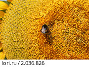 Подсолнух. Стоковое фото, фотограф Олег Хархан / Фотобанк Лори