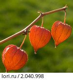 Физалис (Physalis) Стоковое фото, фотограф Александр Алексеев / Фотобанк Лори