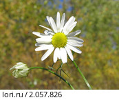 Полевая ромашка на фоне золотой осени. Стоковое фото, фотограф Т. З. / Фотобанк Лори