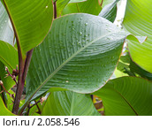 Дождь на листьях. Канна (canna), семейство канновые. Стоковое фото, фотограф Федор Королевский / Фотобанк Лори