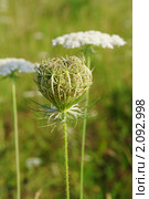 Соплодие дикой моркови (Daucus carota) Стоковое фото, фотограф Галина Ермолаева / Фотобанк Лори