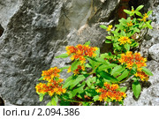 Очиток живучий (Sedum aizoon L.) Стоковое фото, фотограф Виктор Никитин / Фотобанк Лори