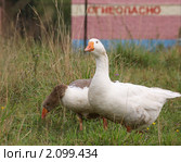 Два пасущихся гуся. Стоковое фото, фотограф Анна Менщикова / Фотобанк Лори
