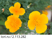 Эшшольция. Калифорнийский мак. Eschscholzia californica. Стоковое фото, фотограф Шичкина Антонина / Фотобанк Лори