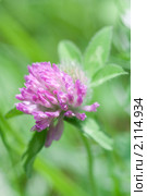 Клевер луговой. Trifolium pratense. Стоковое фото, фотограф Шичкина Антонина / Фотобанк Лори