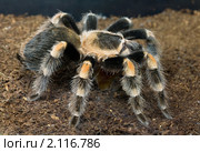 Мексиканский красноколенный паук-птицеед (Brachypelma smithi) Стоковое фото, фотограф Наталья Волкова / Фотобанк Лори