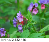 Медуница неясная (Pulmonaria obskura) Стоковое фото, фотограф Алёшина Оксана / Фотобанк Лори